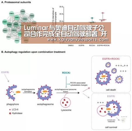 开元旗牌官网app
